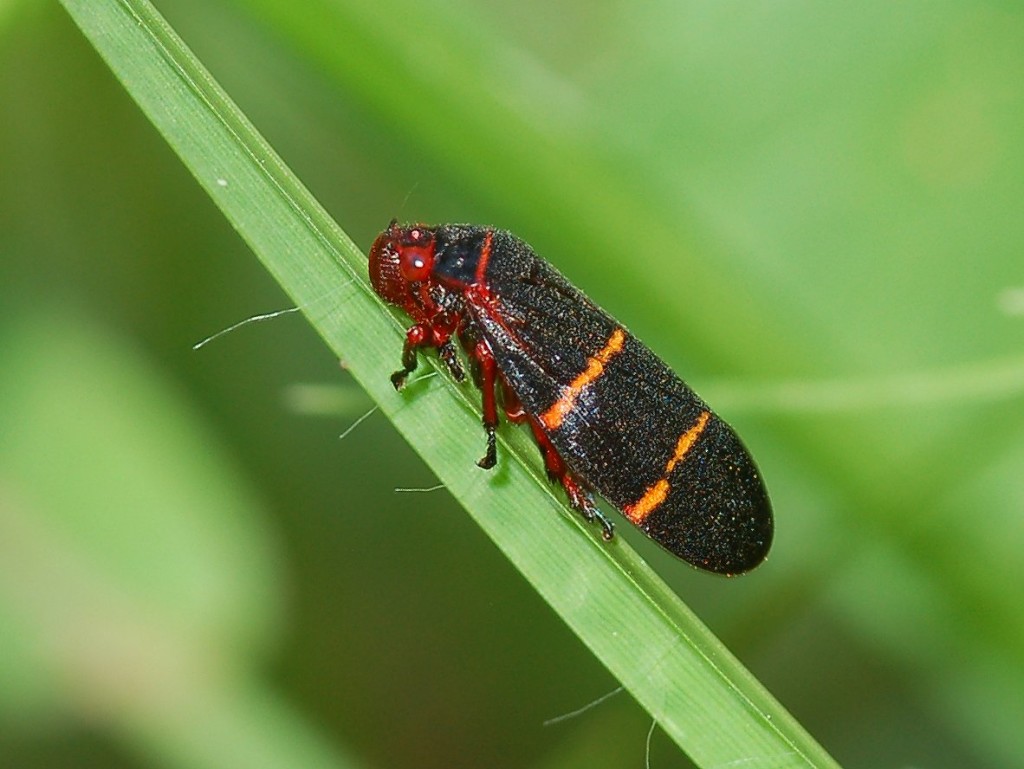 Cercopidae spittle-bugs (Hemiptera, Cicadomorpha) of Madagascar: a