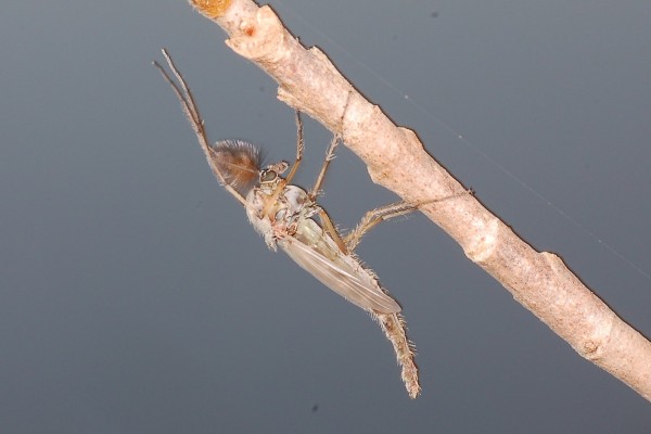 Diptera_Chironomidae_Midge