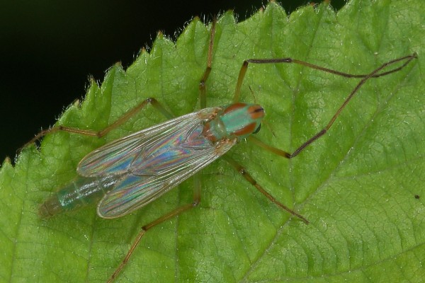 Diptera_Chironomidae_Midge