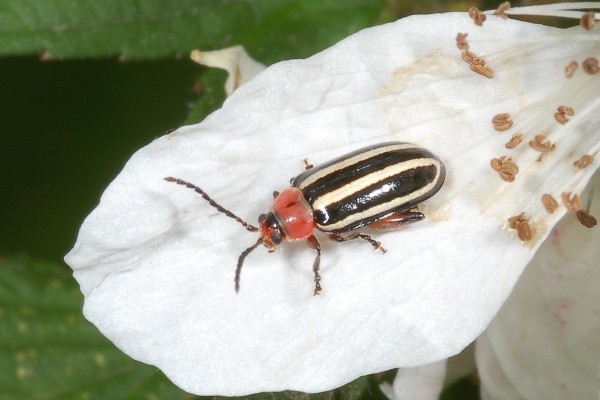 Coleoptera_Chrysomelidae_Striped flea beetle