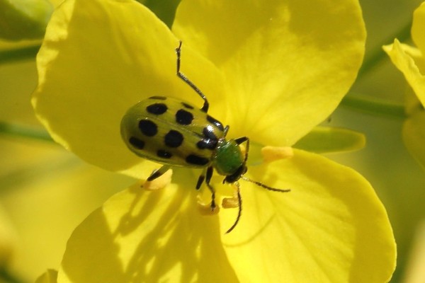 also known as spotted cucumber beetle