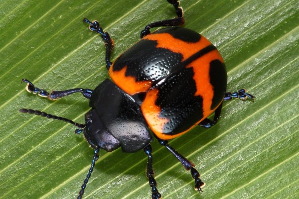 Coleoptera_Chrysomelidae_Swamp Milkweed Leaf Beetle