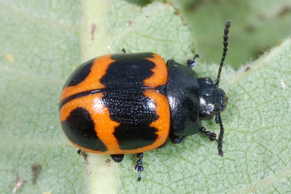 Coleoptera_Chrysomelidae_Swamp Milkweed Leaf Beetle