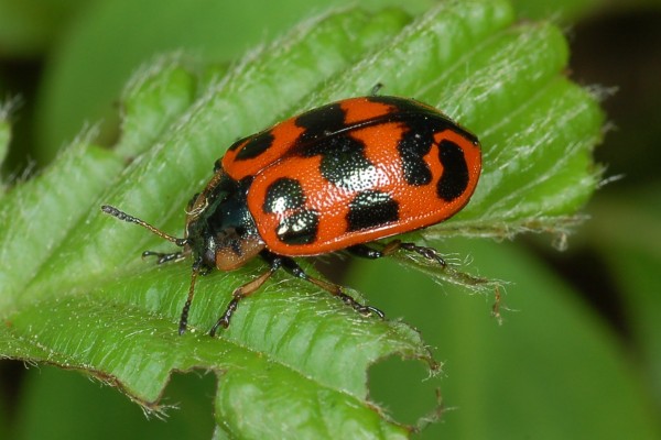 Coleoptera_Chrysomelidae_Alder leaf beetles
