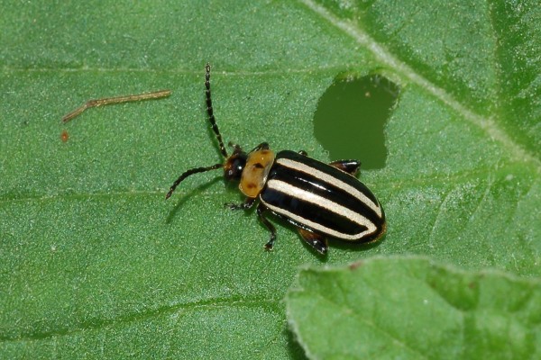 Coleoptera_Chrysomelidae_Striped flea beetle