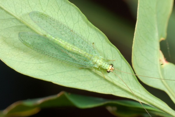 Neuroptera_Chrysopidae_Green lacewing