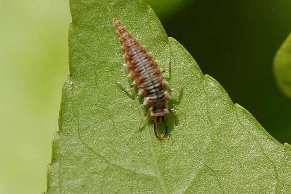 Neuroptera_Chrysopidae_Lacewing larva