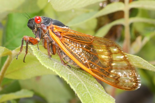 Homoptera_Cicadidae_Periodical cicada