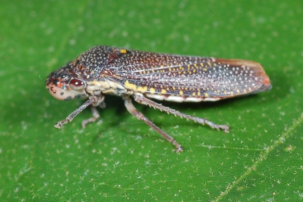 Hemiptera_Cicadellidae_Speckled sharpshooter