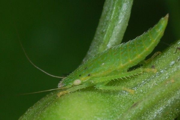 Hemiptera_Cicadellidae_Leafhopper nymph