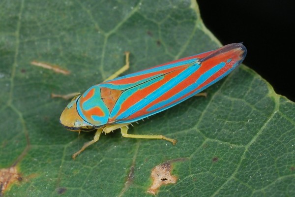 Hemiptera_Cicadellidae_Candy-striped leafhopper