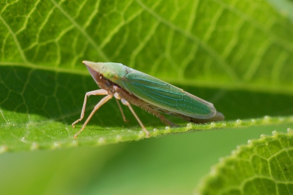 Hemiptera_Cicadellidae_Leafhopper