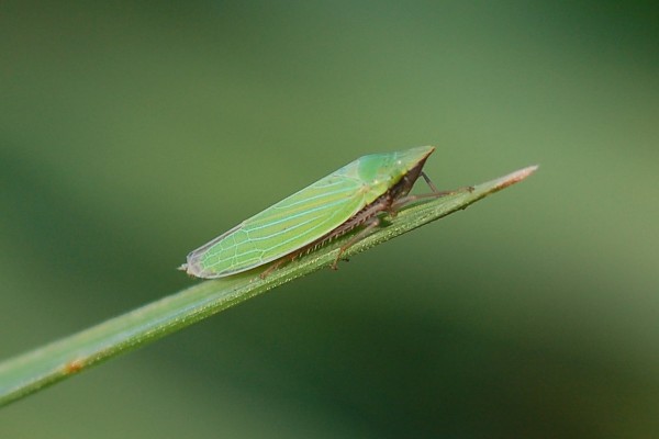 Hemiptera_Cicadellidae_Leafhopper