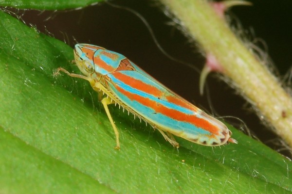 Hemiptera_Cicadellidae_Candy-striped leafhopper