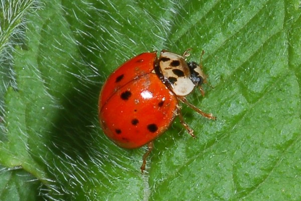 Coleoptera_Coccinellidae_Asian lady beetle