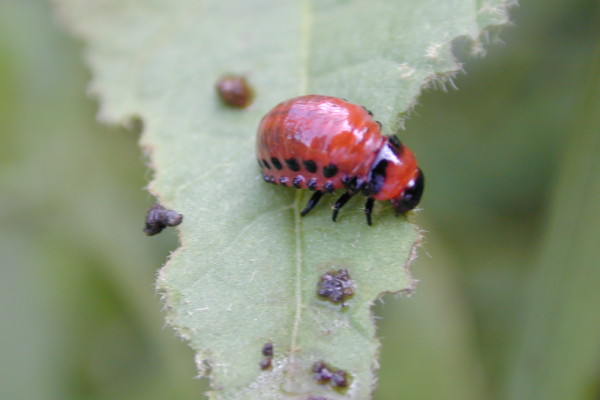 Coleoptera_Chrysomelidae_Colorado potato beetle larva