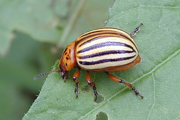 Coleoptera_Chrysomelidae_Colorado potato beetle