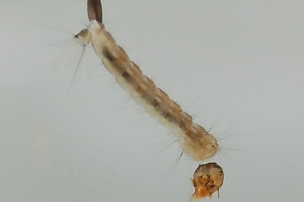 Diptera_Culicidae_Mosquito larva