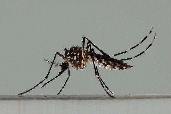 Diptera_Culicidae_Asian tiger mosquito