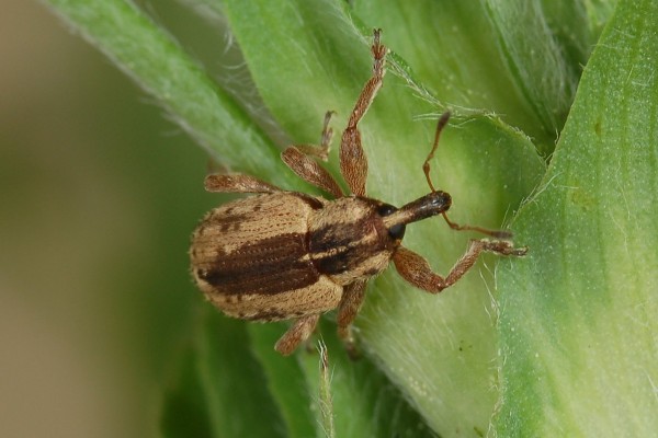 Coleoptera_Curculionidae_Alfalfa weevil