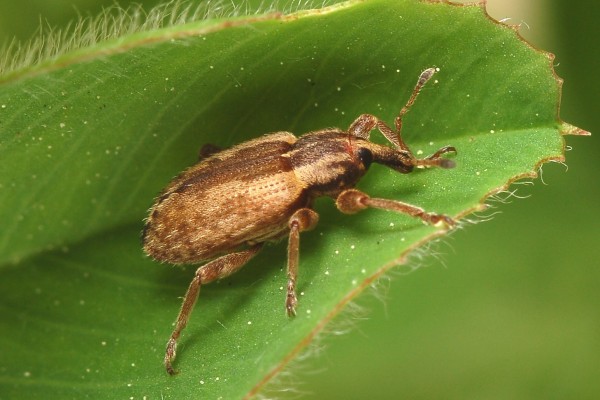 Coleoptera_Curculionidae_Alfalfa weevil