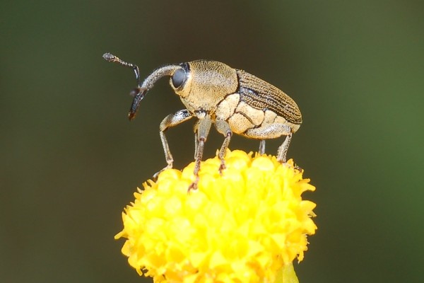 Coleoptera_Curculionidae_Weevil