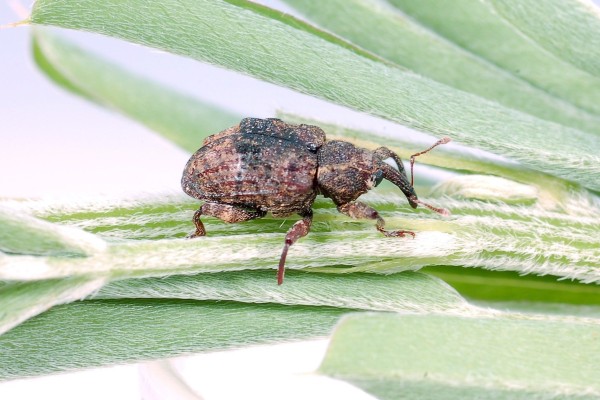 Coleoptera_Curculionidae_Weevil