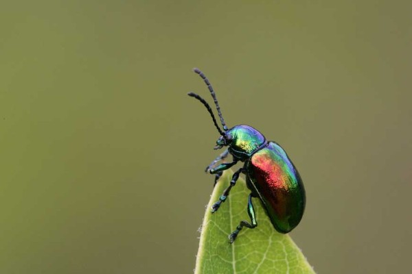 Coleoptera_Chrysomelidae_Dogbane Beetle