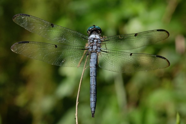 Odonata_Libellulidae_Dragonfly