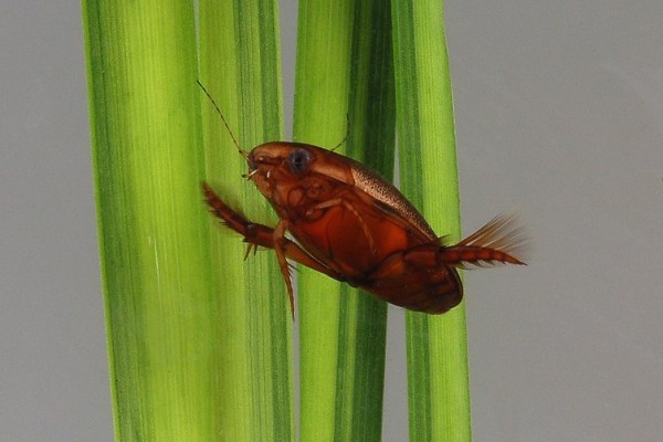Coleoptera_Dytiscidae_Predaceous diving beetle