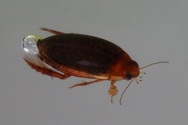 Coleoptera_Dytiscidae_Predaceous diving beetle