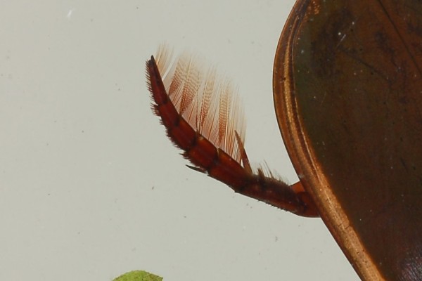 Coleoptera_Dytiscidae_Predaceous diving beetle leg