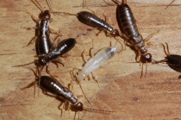 Dermaptera_Forficulidae_European earwig