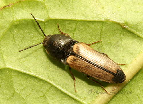 Coleoptera_Elateridae_Click Beetle