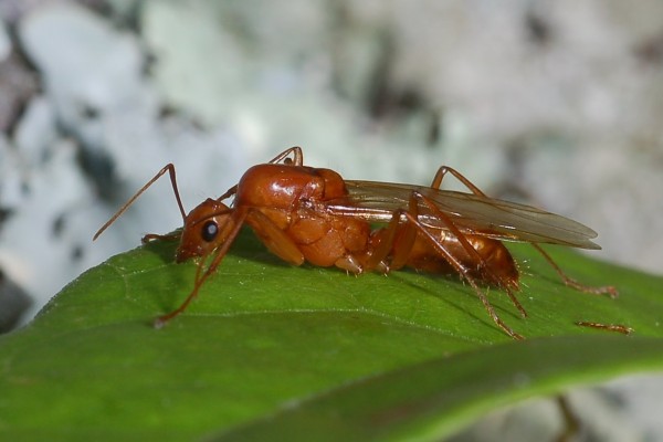 Hymenoptera_Formicidae_Camponotus americanus
