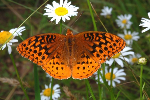 Lepidoptera_Nymphalidae_Fritillary butterfly