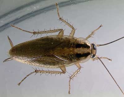 Blattodea_Blattidae_German cockroach