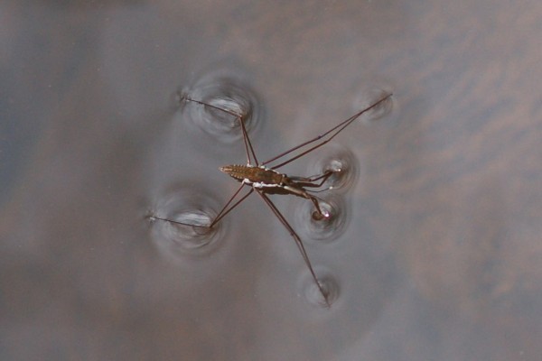 Hemiptera_Gerridae_Water strider