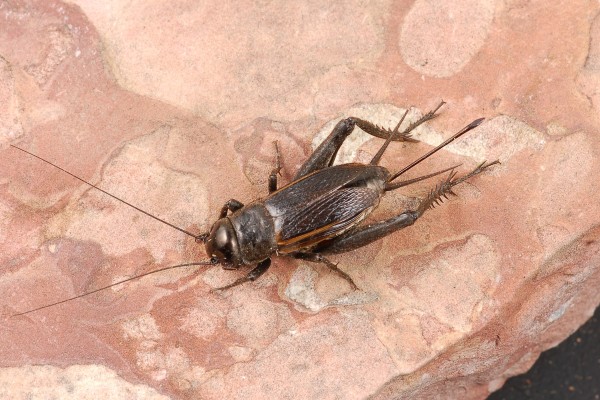 Orthoptera_Gryllidae_Cricket