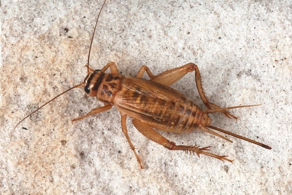 Orthoptera_Gryllidae_Cricket