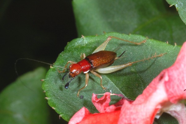 Orthoptera_Gryllidae_Red-headed bush cricket