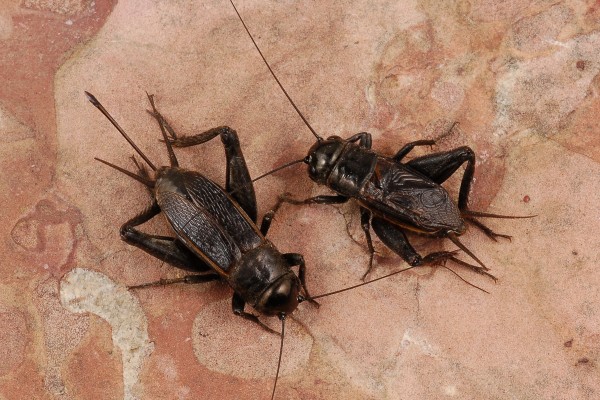 Orthoptera_Gryllidae_Crickets