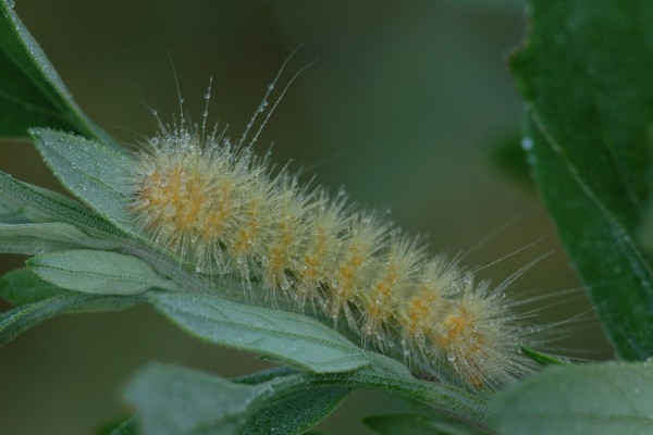 Lepidoptera_Arctiidae_Saltmarsh caterpillar