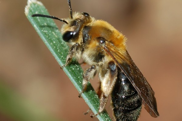 Lepidoptera_Halictidae_Sweat bee