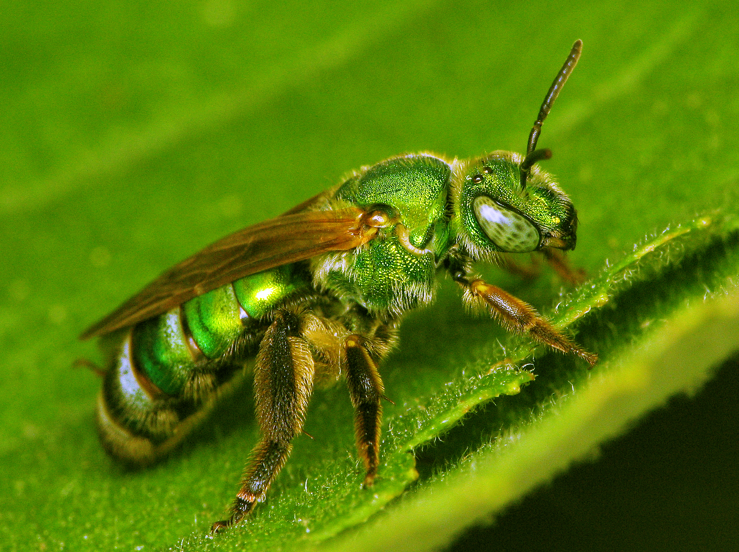 Sweat Bees: Diminutive and Diverse - The White River Valley Herald