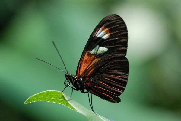 Lepidoptera_Nymphalidae_Heliconius butterfly