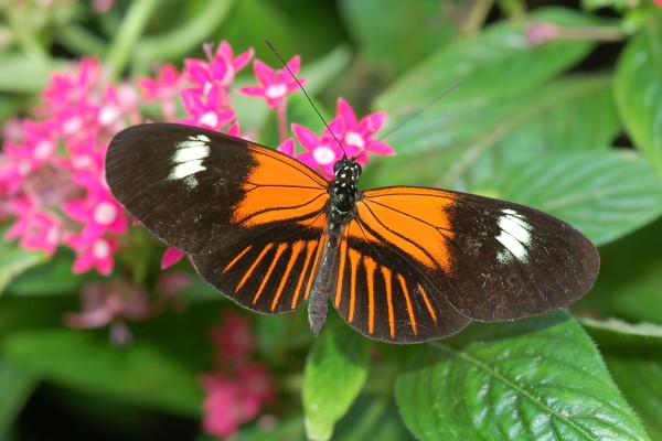 Lepidoptera_Nymphalidae_Postman butterfly
