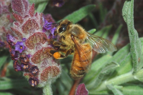 Hymenoptera_Apidae_Honey bee