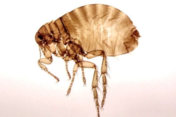 Siphonaptera_Pulex_Human flea