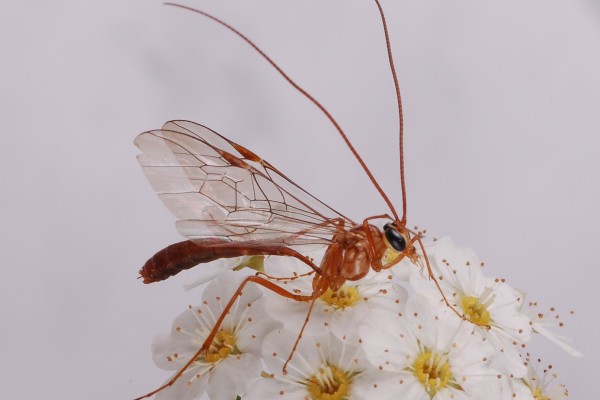Hymenoptera_Ichneumonidae_Ichneumon wasp